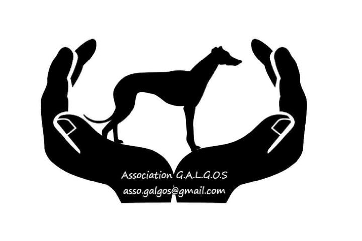 lien galgo